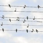 Vögel singen