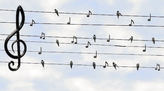 Vögel singen